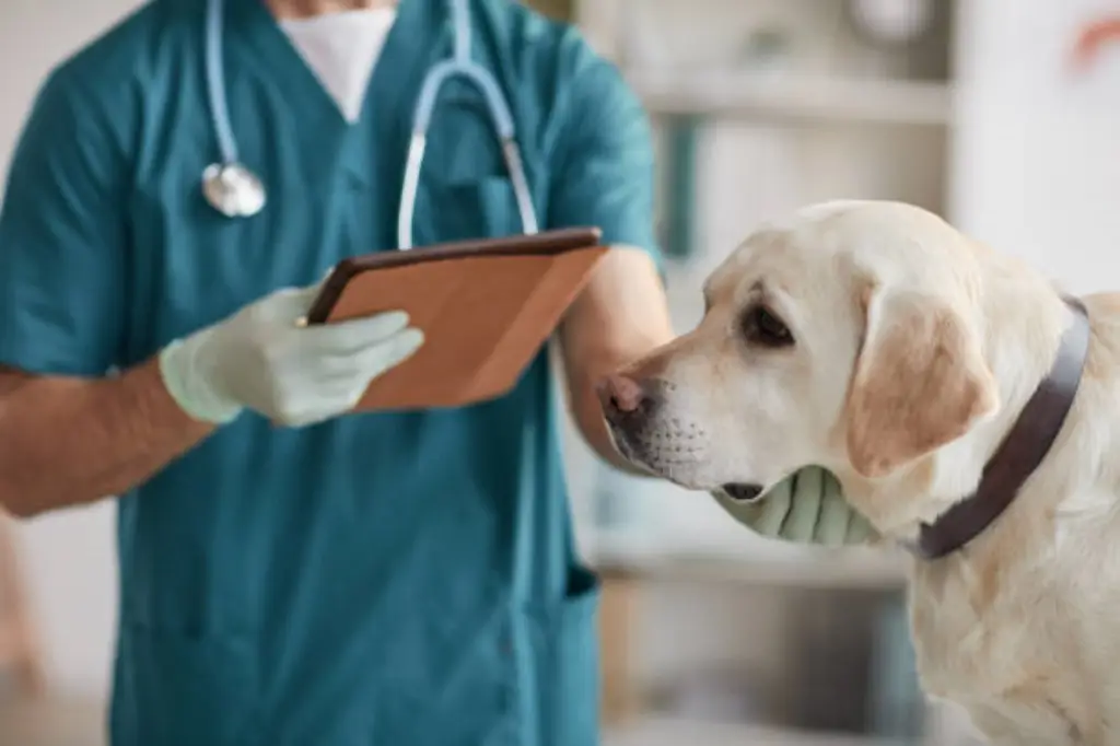강아지-진료하는-동물병원-수의사