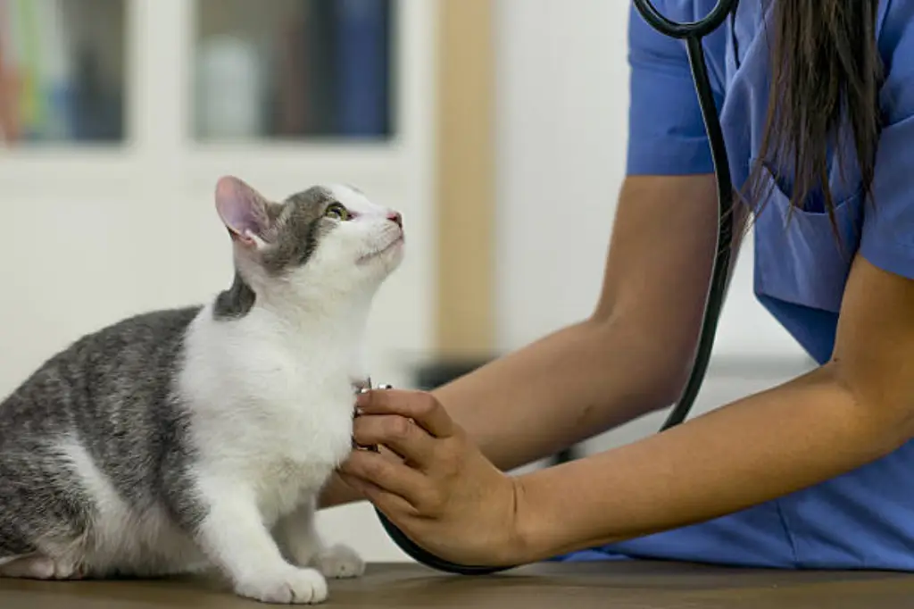 청진기로-고양이-검진하는-수의사