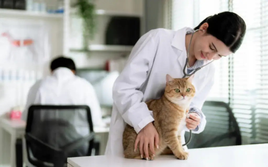 고양이 진료하는 수의사