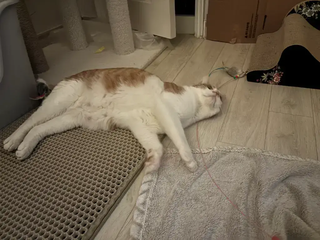 방바닥에-누워-뒹굴고있는-고양이