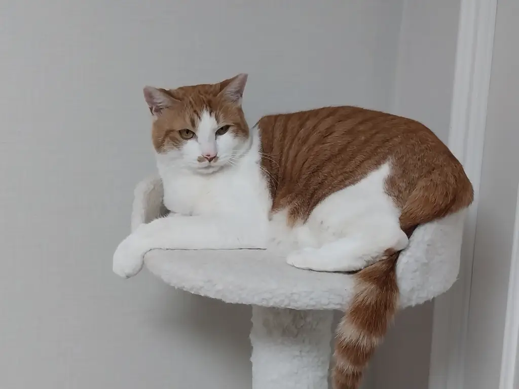 캣타워-위에서-쉬고있는-고양이