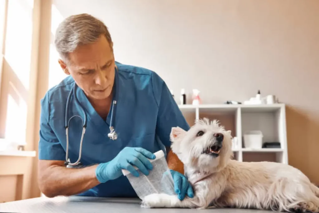 강아지 진료하는 수의사