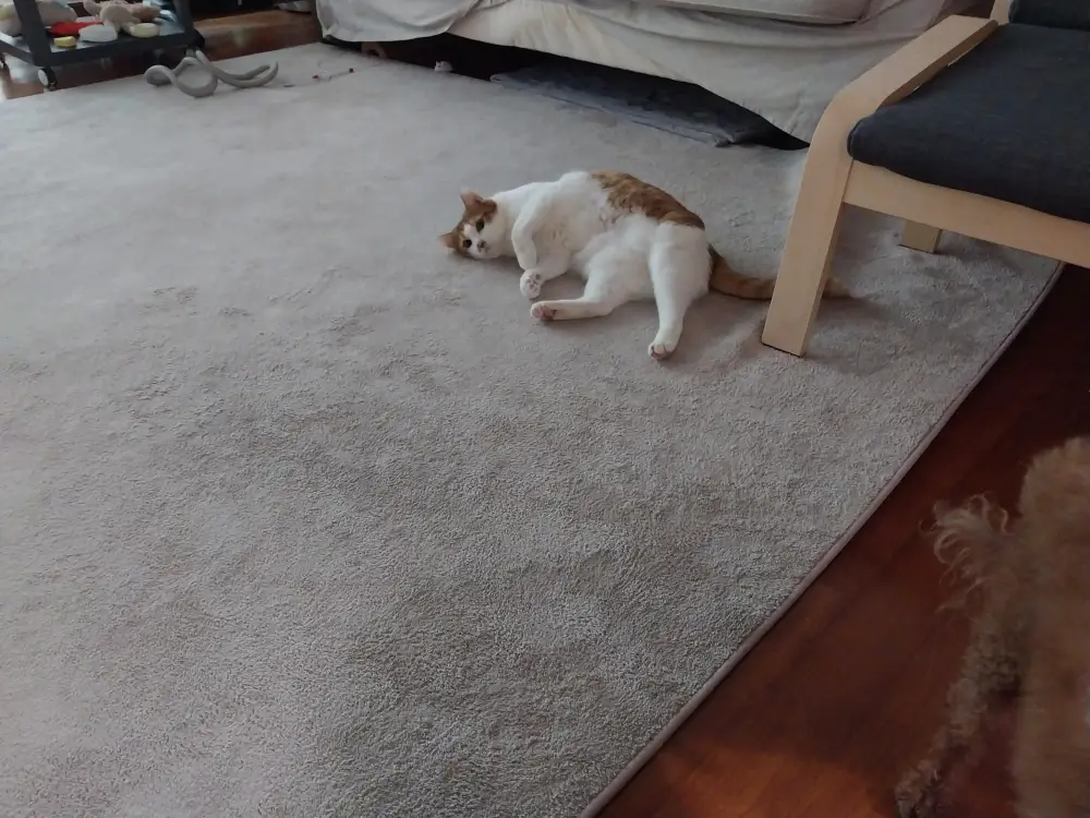 카펫에 누워있는 고양이
